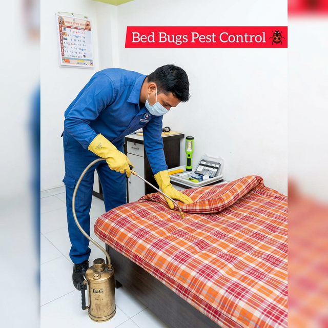 Bed Bug Control Service
